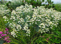 Seakale Flower seeds for Planting - Low Maintenance, Heirloom & GMO Free Seeds for Home Garden