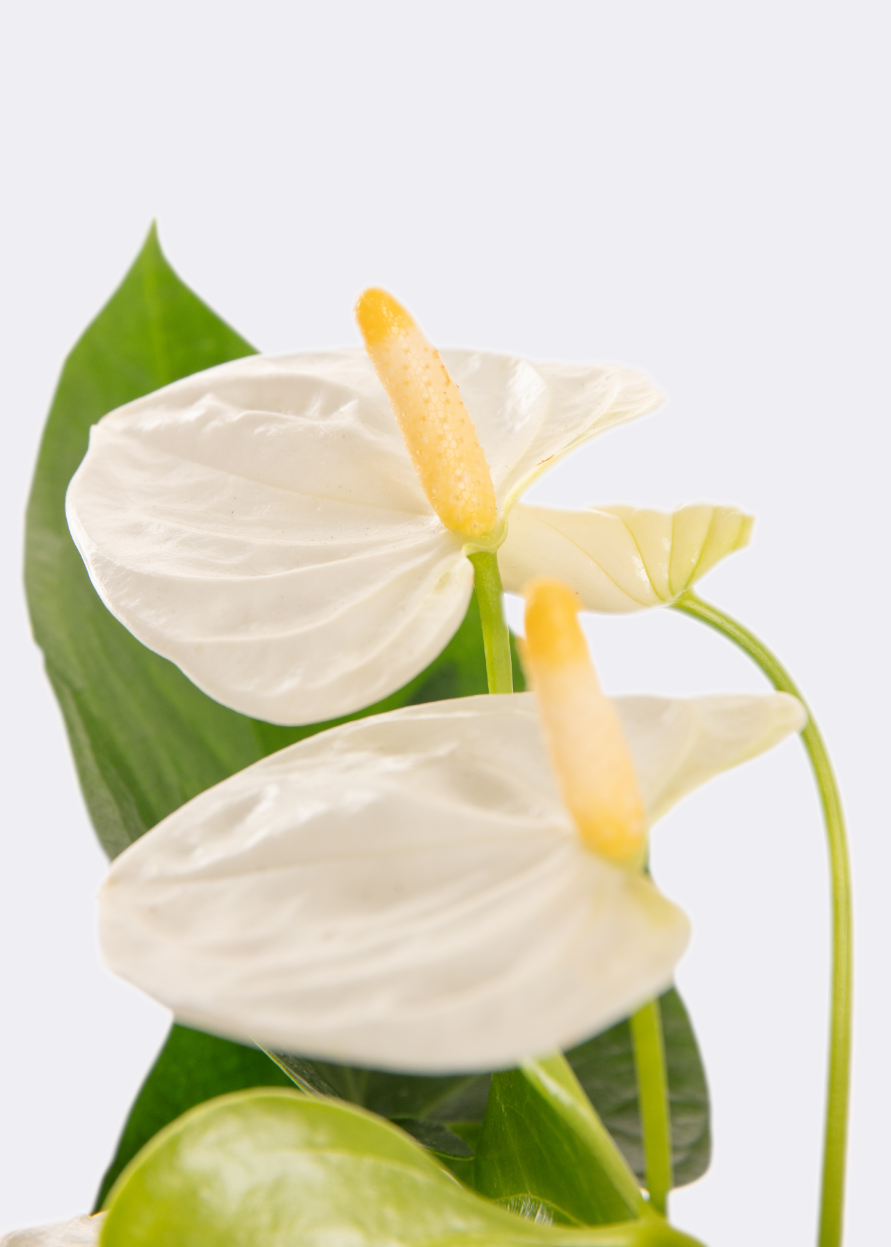 Cream Anthurium Flower Seeds Easy to Grow Heirloom & GMO Free Seeds for Home Garden
 
 Sale