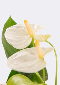 Cream Anthurium Flower Seeds Easy to Grow Heirloom & GMO Free Seeds for Home Garden
 
 Sale