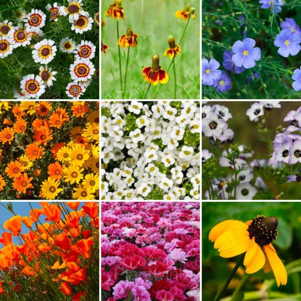 Four Seasons Flowers in Vibrant Garden Display