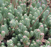 Green Sedum Montanum Flower seeds for Planting - Cottage Garden Essential, Heirloom & GMO Free Seeds for Home Garden