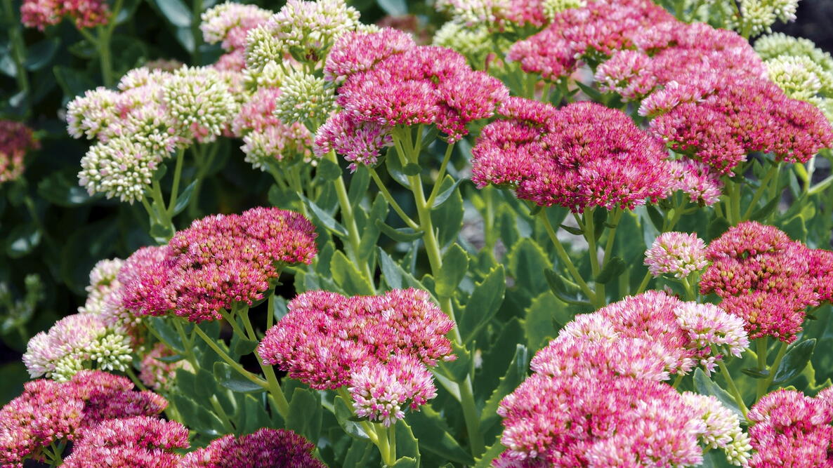 Sedum Ground Cover Flower seeds for Planting Fragrant Blossoms Heirloom & GMO Free Seeds for Home Garden