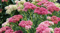 Sedum Ground Cover Flower seeds for Planting Fragrant Blossoms Heirloom & GMO Free Seeds for Home Garden