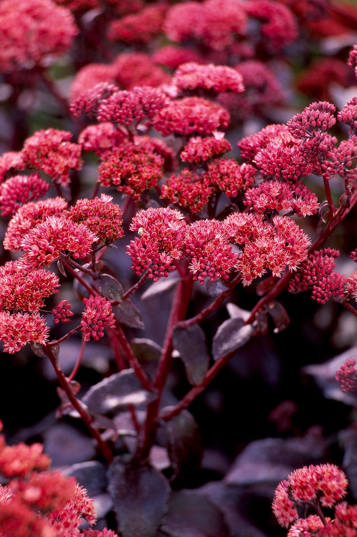 Sedum Succulent Burgundy Planting - Seeds for Hardy and Colorful Growth, Ideal for Unique