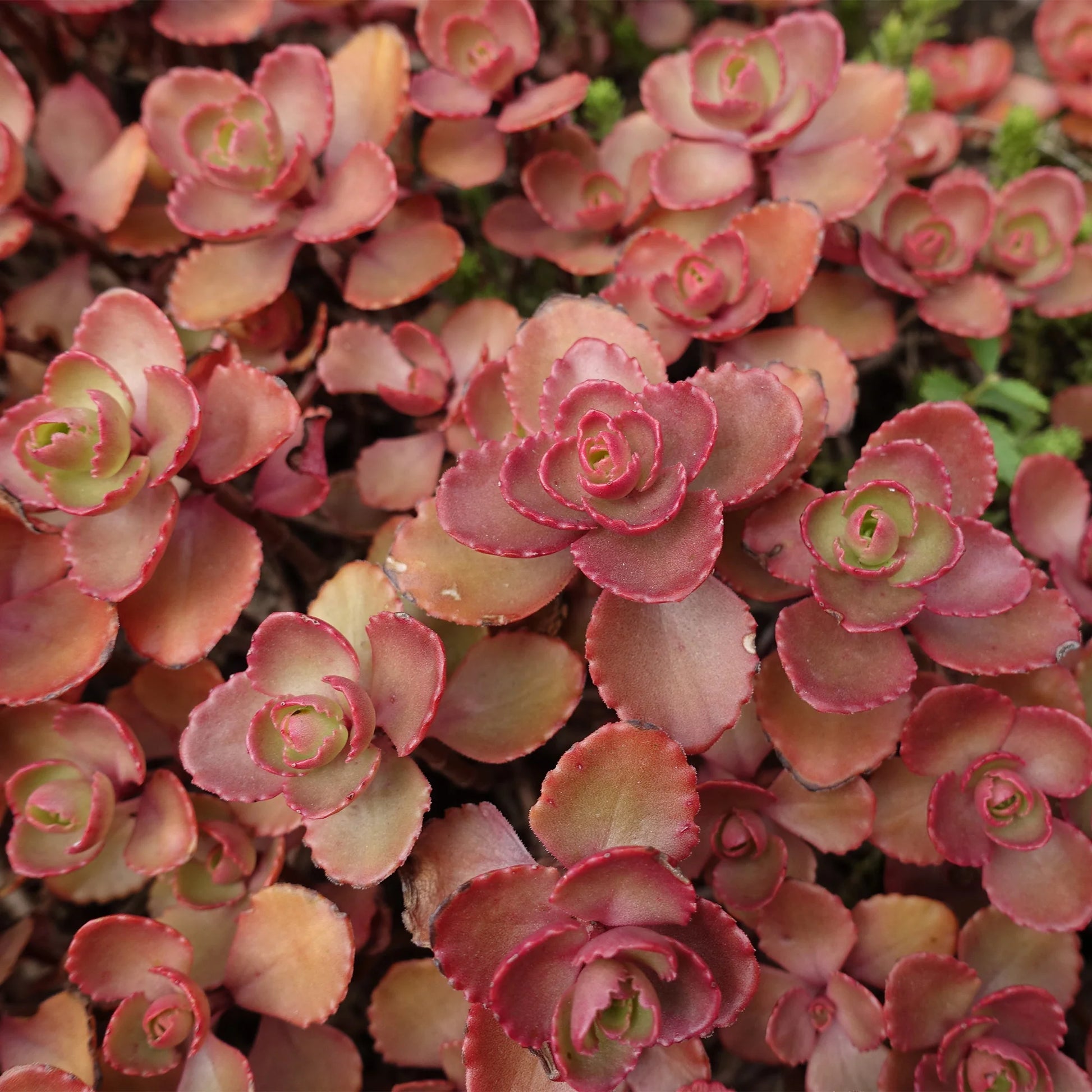 Sedum Carpet Flower seeds for Planting Easy to Grow Heirloom & GMO Free Seeds for Home Garden