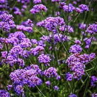 Verbena Flower seeds for Planting Drought Tolerant Heirloom & GMO Free Seeds for Home Garden 
 
 Sale