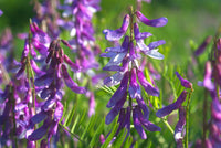 Purple Vetch Flower seeds for Planting - Bright Blooms, Heirloom & GMO Free Seeds for Home Garden