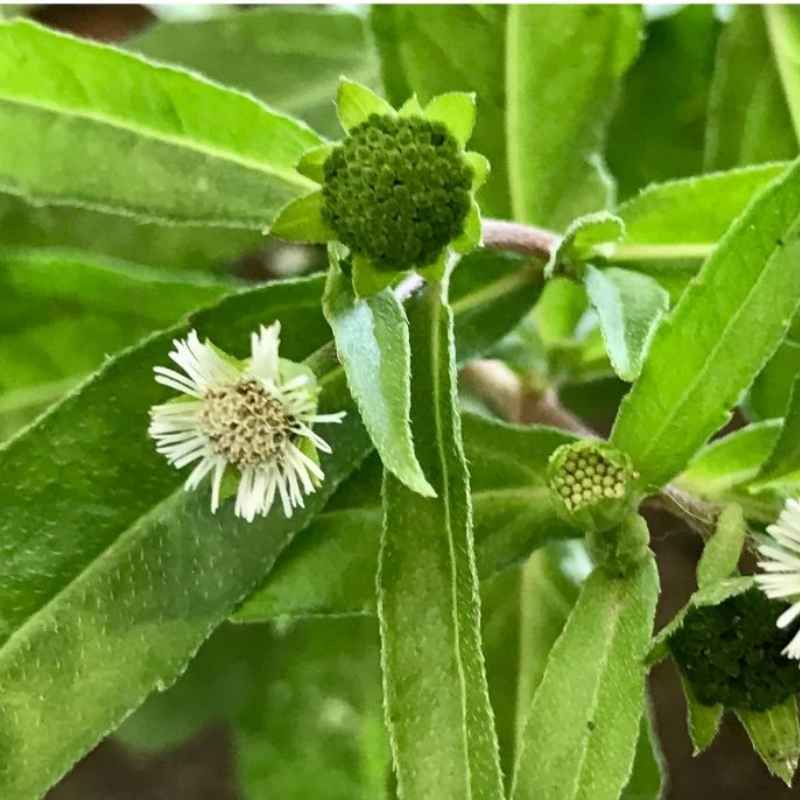 Bhringraj Flower seeds for Planting - Bright Blooms, Heirloom & GMO Free Seeds for Home Garden