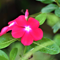 Vinca Cooling Red Annual Seeds for Vibrant Red Flowers