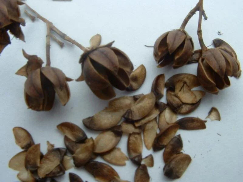 Brown Myrtle Tree Seeds for Planting
