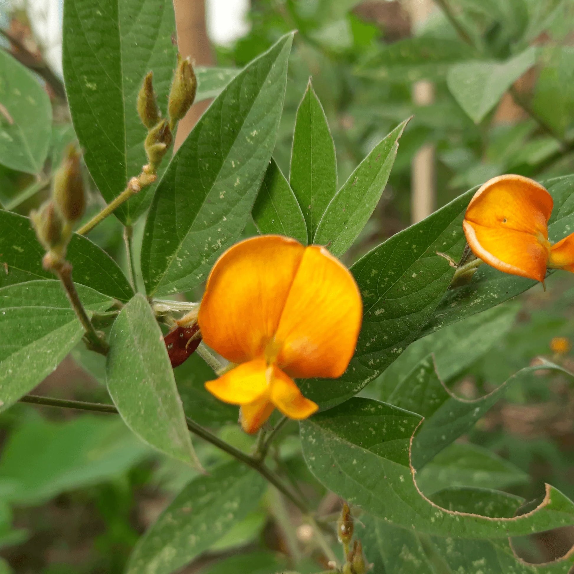 Cajanus Flower seeds for Planting - Perfect for Borders, Heirloom & GMO Free Seeds for Home Garden