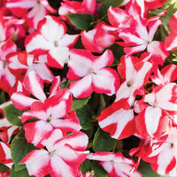 Impatiens Accent Premium Flower Mix Seeds for Planting flower bed