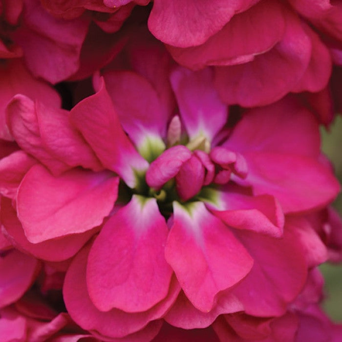 Pink Matthiola Flower seeds for Planting - Premium Quality, Heirloom & GMO Free Seeds for Home Garden