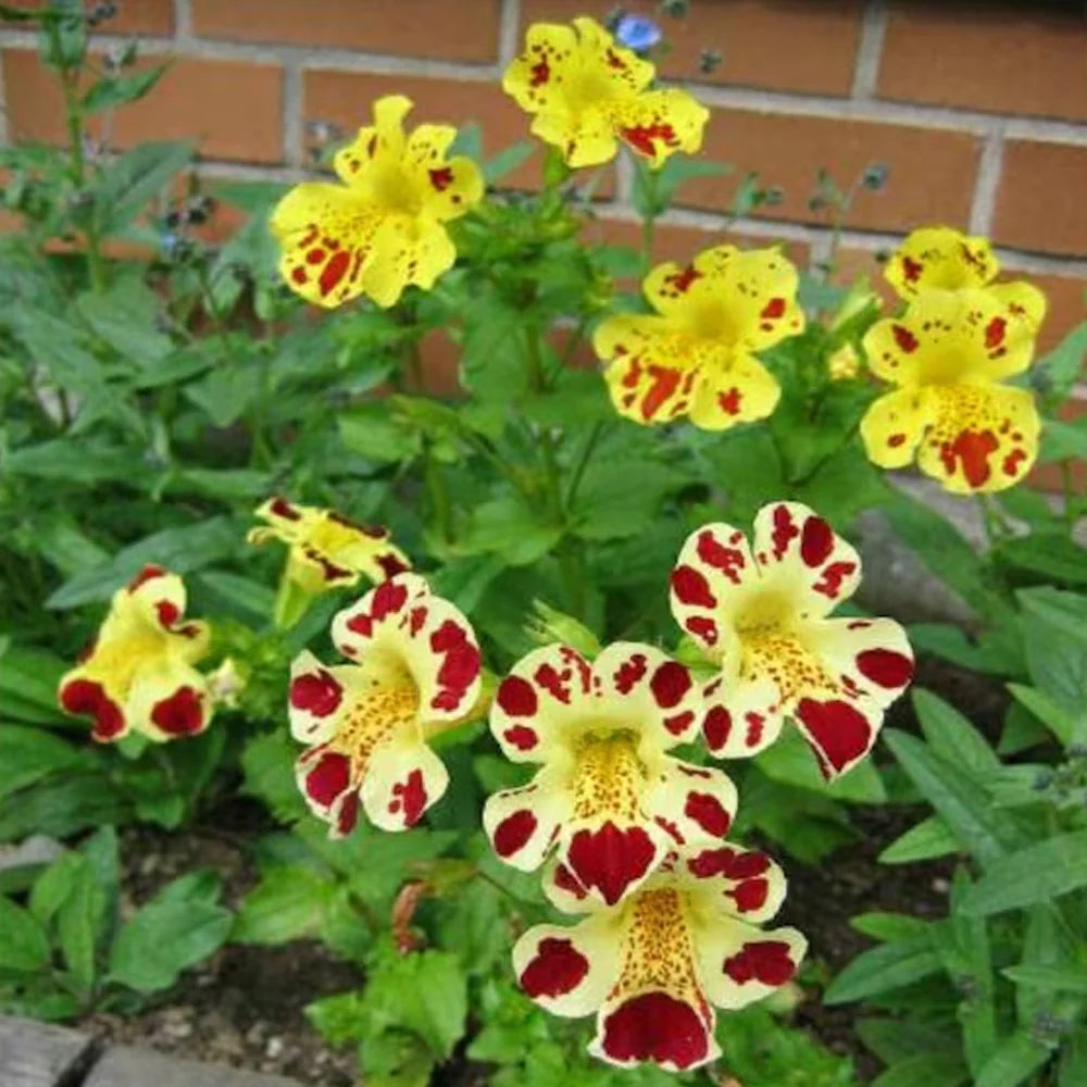 Mixed Mimulus seeds for Planting - Garden Favorite, Heirloom & GMO Free Seeds for Home Garden