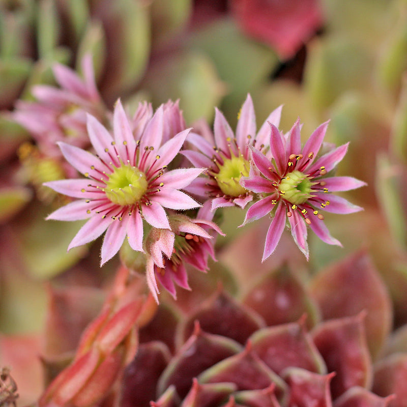 Green Chicks Sempervivum Flower seeds for Planting - Sun Loving, Heirloom & GMO Free Seeds for Home Garden