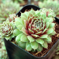 Green Chicks Sempervivum Flower seeds for Planting - Sun Loving, Heirloom & GMO Free Seeds for Home Garden