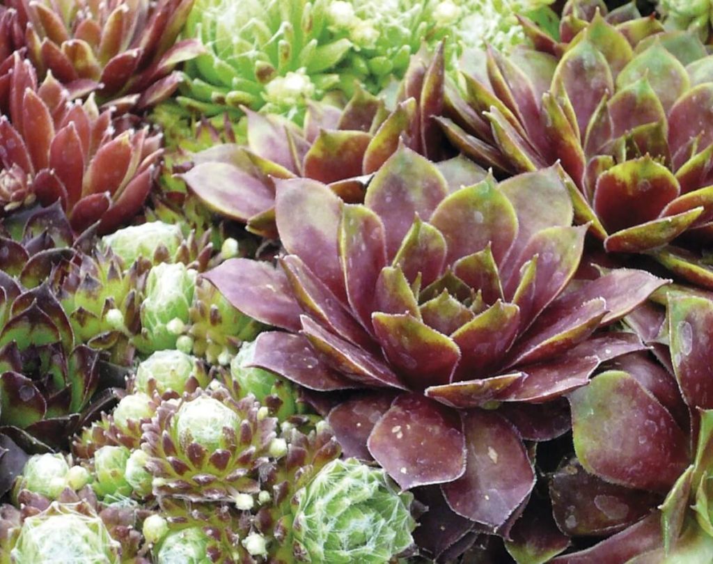 Mixed Sempervivum Hybridum Flower seeds for Planting - Garden Favorite, Heirloom & GMO Free Seeds for Home Garden