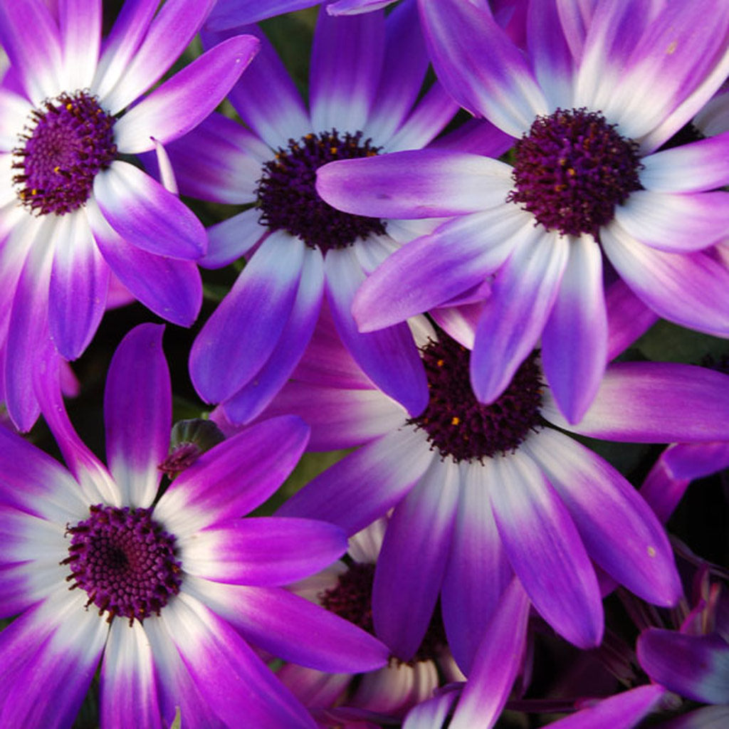 White Purple Cineraria Flower seeds for Planting - Vibrant Colors, Heirloom & GMO Free Seeds for Home Garden
