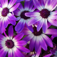 White Purple Cineraria Flower seeds for Planting - Vibrant Colors, Heirloom & GMO Free Seeds for Home Garden