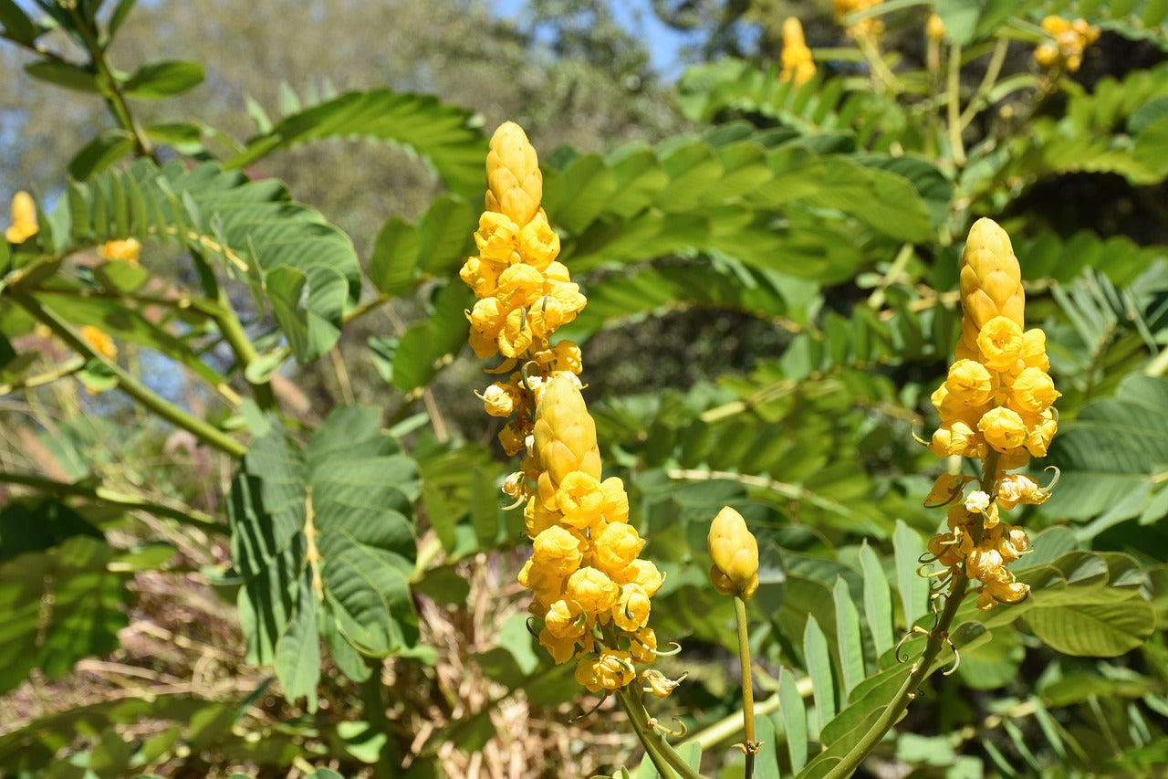 Senna Alata Flower seeds for Planting Low Maintenance Heirloom & GMO Free Seeds for Home Garden