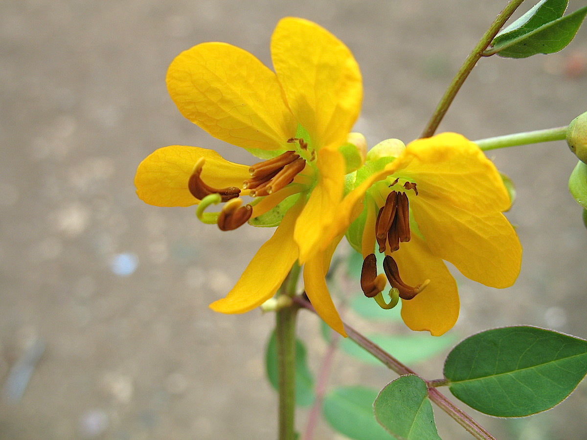 Cassia Occidentalis Flower seeds for Planting Vibrant Colors Heirloom & GMO Free Seeds for Home Garden