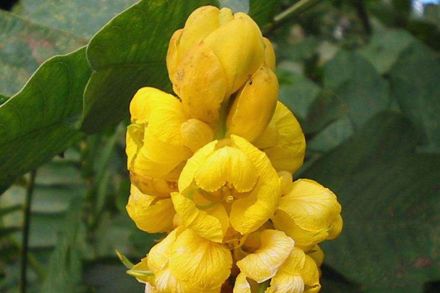 Alata Flower seeds for Planting - Drought Tolerant, Heirloom & GMO Free Seeds for Home Garden