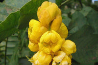 Alata Flower seeds for Planting - Drought Tolerant, Heirloom & GMO Free Seeds for Home Garden