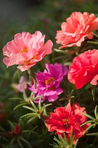 Mixed Rose Portulaca Seeds for Planting - Vibrant Flowers