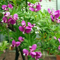 September Bush Flower seeds for Planting Cottage Garden Essential Heirloom & GMO Free Seeds for Home Garden