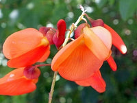 Sesbania Punicea Red Wisteria Seeds - Orange Flowers