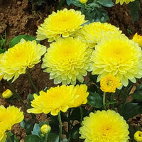 Yellow Chrysanthemum Flower seeds for Planting Sun Loving Heirloom & GMO Free Seeds for Home Garden 
 
 Sale