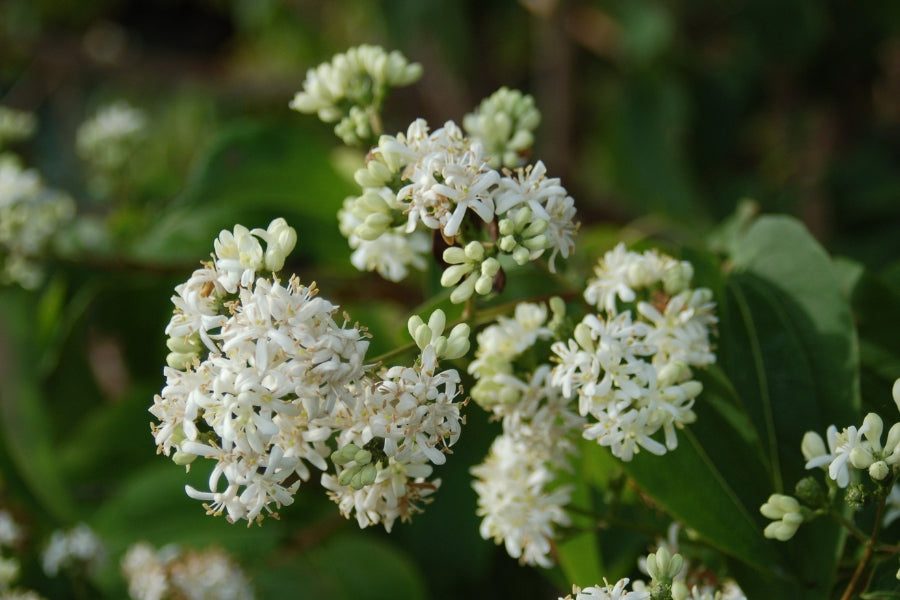 White Sevenson Flower seeds for Planting - Wildflower Mix, Heirloom & GMO Free Seeds for Home Garden