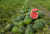 Japanese icebox watermelon grown from SF184 Hime Kansen Seeds
