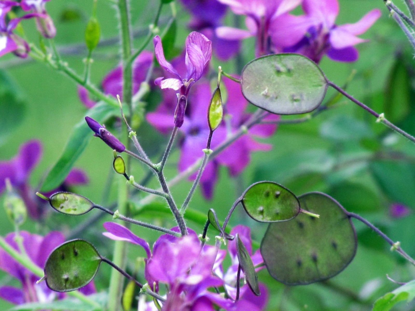 Green Lunaria Flower seeds for Planting - Premium Quality, Heirloom & GMO Free Seeds for Home Garden