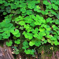 Light Green Clover Flower seeds for Planting - Cut Flower Favorite, Heirloom & GMO Free Seeds for Home Garden
