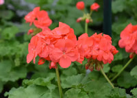 Light Red Geranium Flower Seeds for Planting | Annual Seeds for Vibrant Gardens