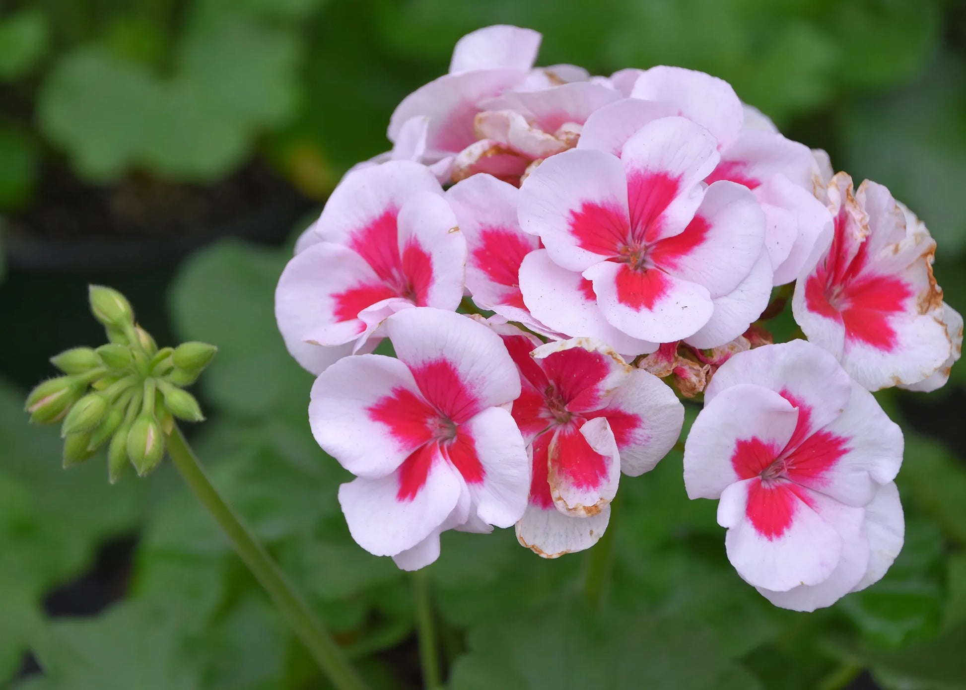 Red White Geranium Flower seeds for Planting - Compact Growth, Heirloom & GMO Free Seeds for Home Garden