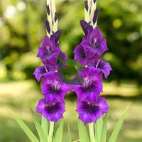 Purple Yellow Gladiolus Flower Seeds for Planting Seasonal Bloomer Heirloom & GMO Free Seeds for Home Garden
 
 Sale