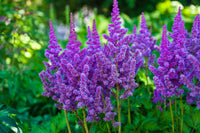 Astilbe Plants Thriving in a Shaded Garden