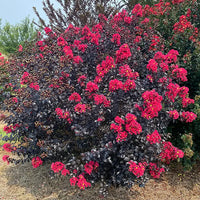 Mixed Crape Myrtle Seeds for Planting