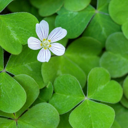 Mini Four Leaf Clover Flower seeds for Planting - Garden Favorite, Heirloom & GMO Free Seeds for Home Garden