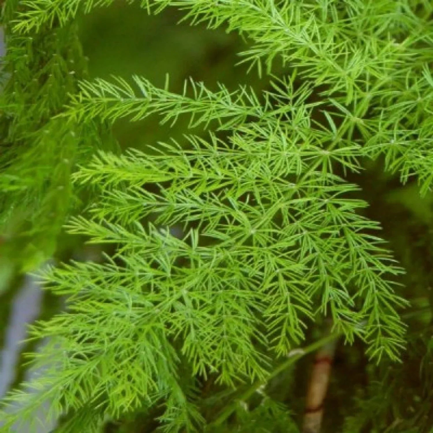 Green Shatavari Plant Seeds for Easy Herbal Gardening