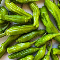 Shishito Pepper seeds (Capsicum annuum) for home vegetable garden planting