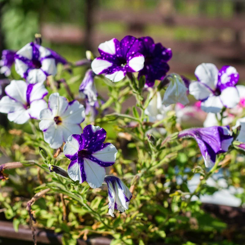 Shock Wave Tie Dye Purple Petunia Flower seeds for Planting - Shade Tolerant, Heirloom & GMO Free Seeds for Home Garden