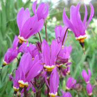 Purple Dodecatheon Flower seeds for Planting - Cut Flower Favorite, Heirloom & GMO Free Seeds for Home Garden