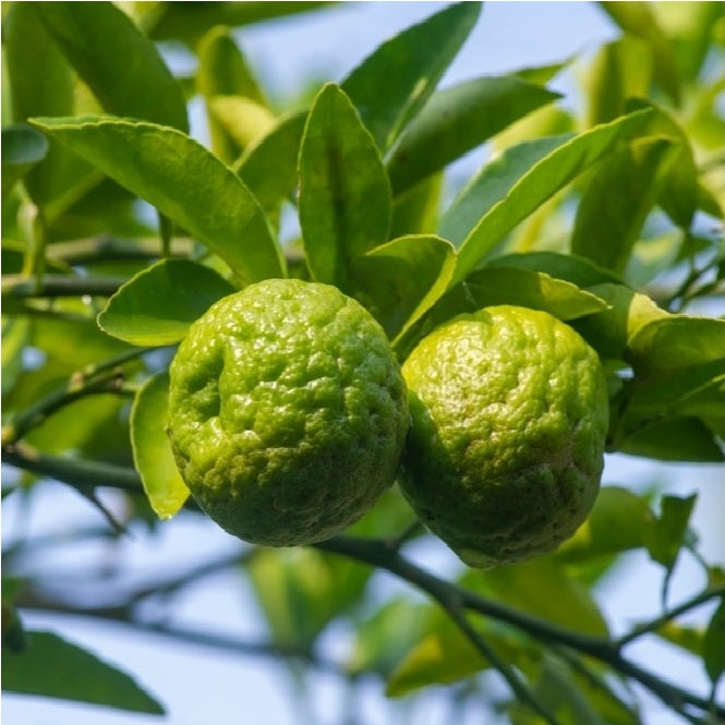Kaffir Lime Seeds for Planting - Fresh Fruit Planting Collection