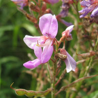 Pink Desmodium Flower seeds for Planting - Vibrant Colors, Heirloom & GMO Free Seeds for Home Garden