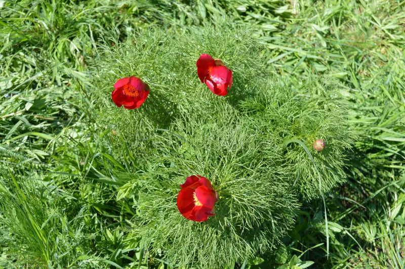 Paeonia Flower seeds for Planting - Easy to Grow, Heirloom & GMO Free Seeds for Home Garden