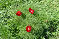 Paeonia Flower seeds for Planting - Easy to Grow, Heirloom & GMO Free Seeds for Home Garden