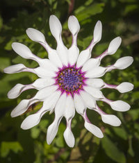 Shrubby Daisybush seeds for planting